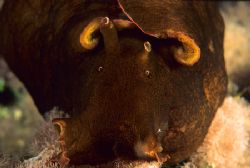 Sea hare on a night dive. Menorca.
D50,60mm. by Derek Haslam 